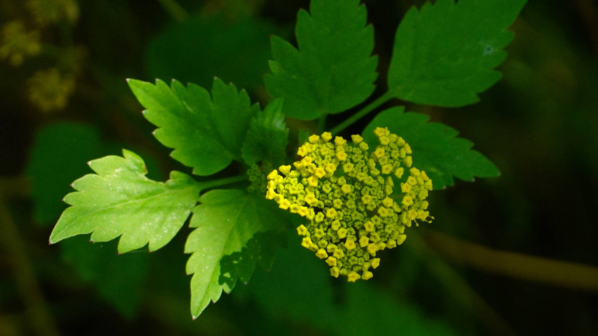 Mooneshine Yarrow [Achillea millefolium], Pisgah Ledge