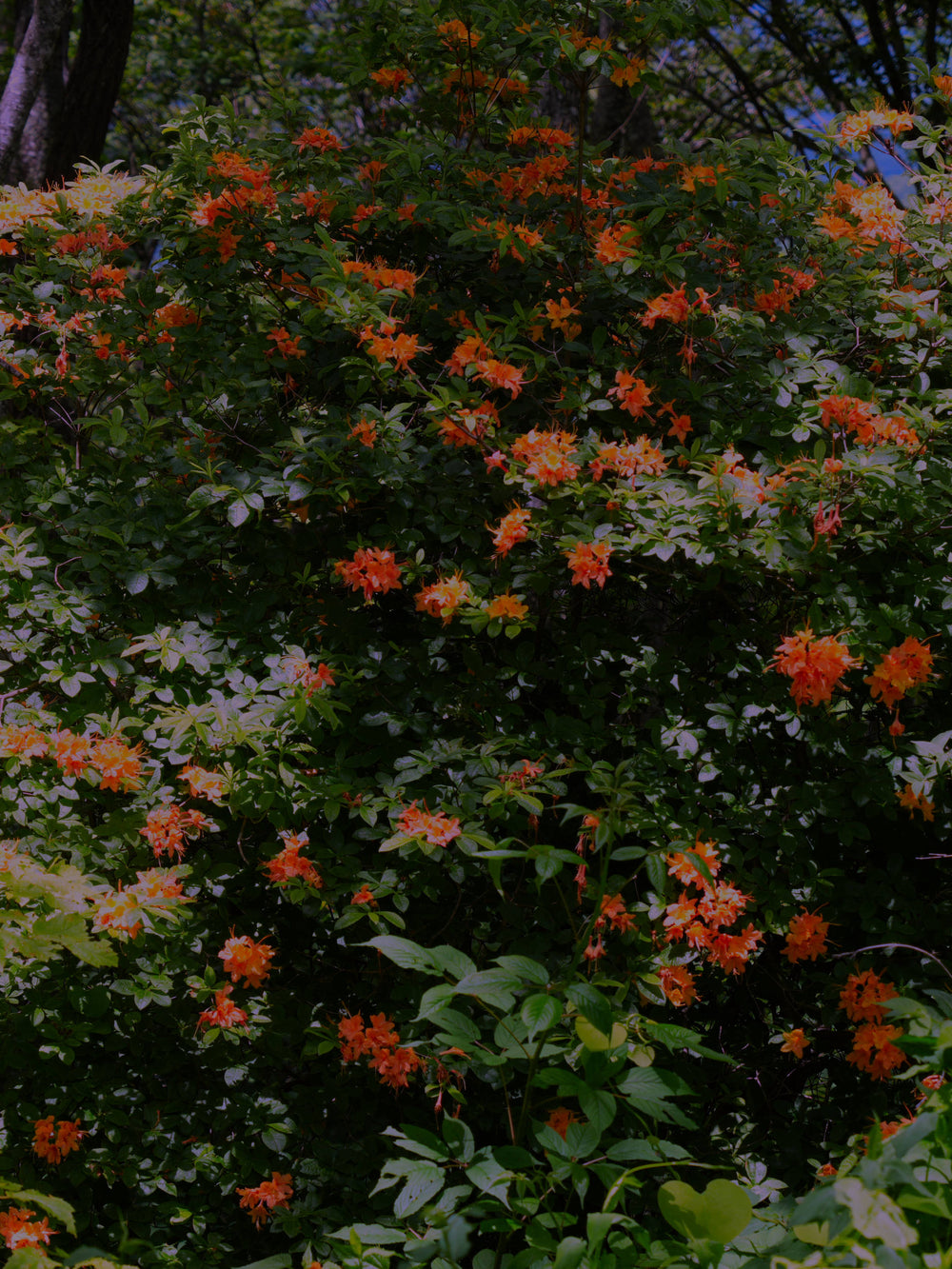 Flame Azalea [Rhododendron calendulaceum], Rough Butt Bald