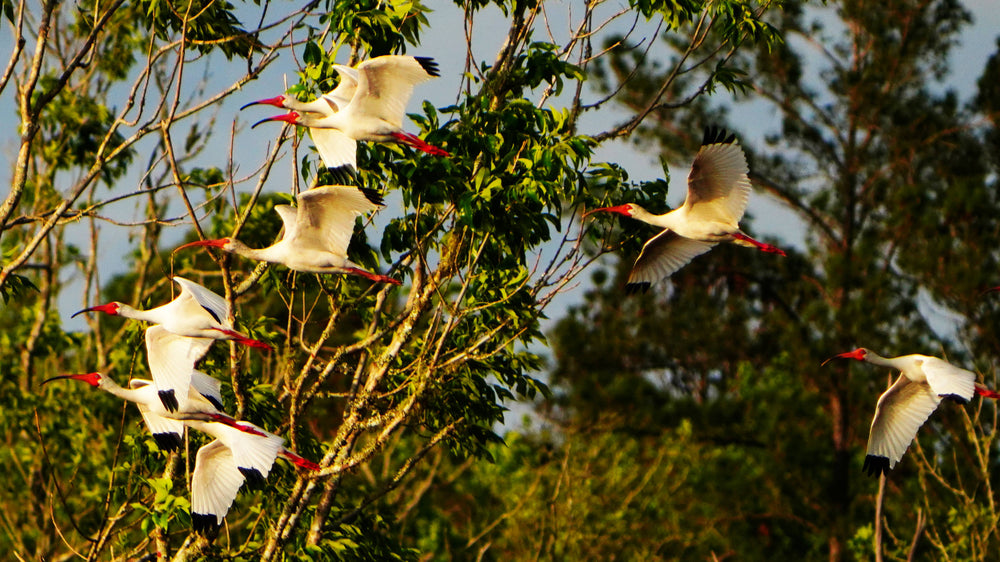 White Ibis [Eudocimus albus]