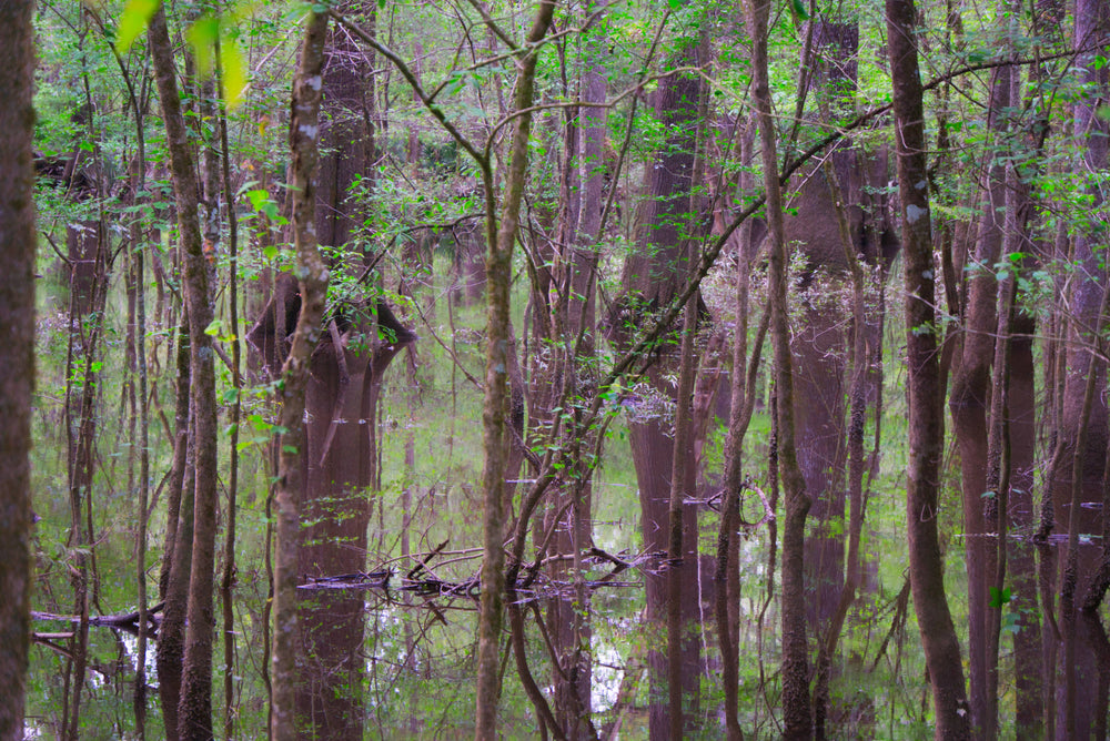 Flooded Cypress Forest, Congaree National Park
