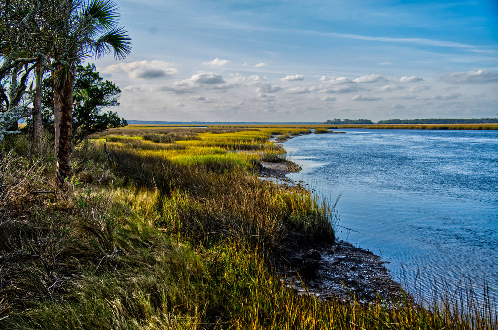 Salt Marsh Grass [Spartina alterniflora], Kingsley Plantation