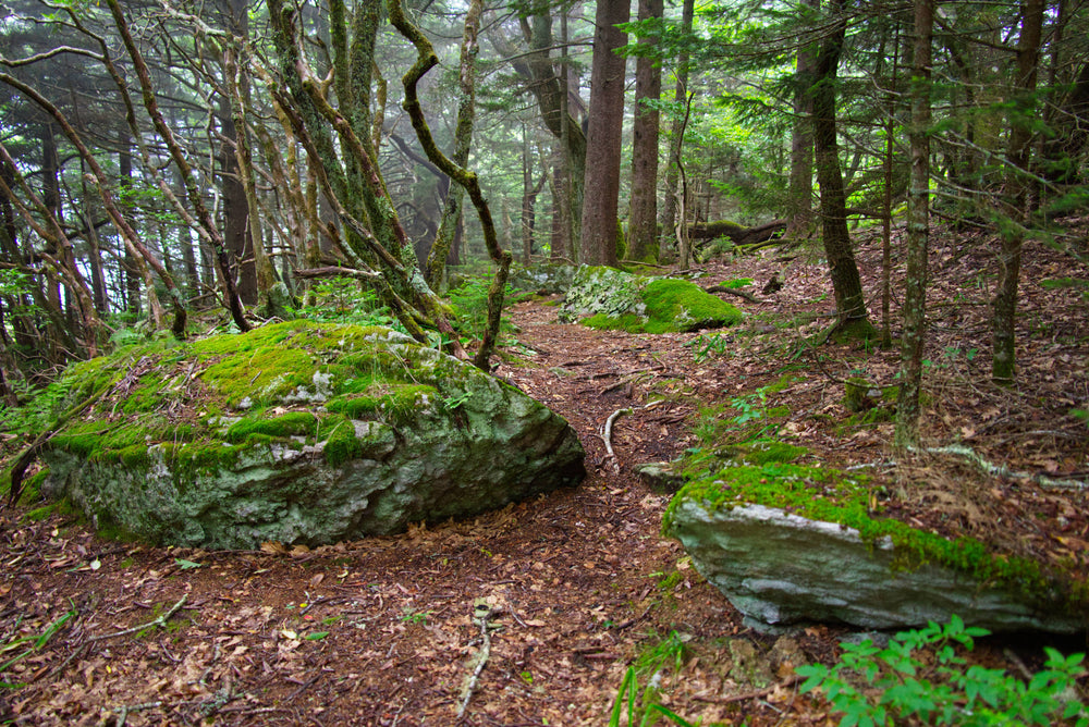 Summit of Rough Butt Bald in Pisgah National Forest