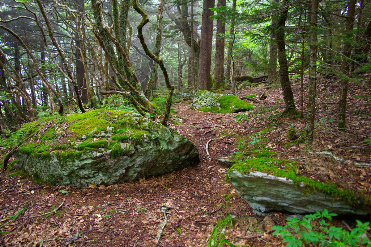 Summit of Rough Butt Bald in Pisgah National Forest