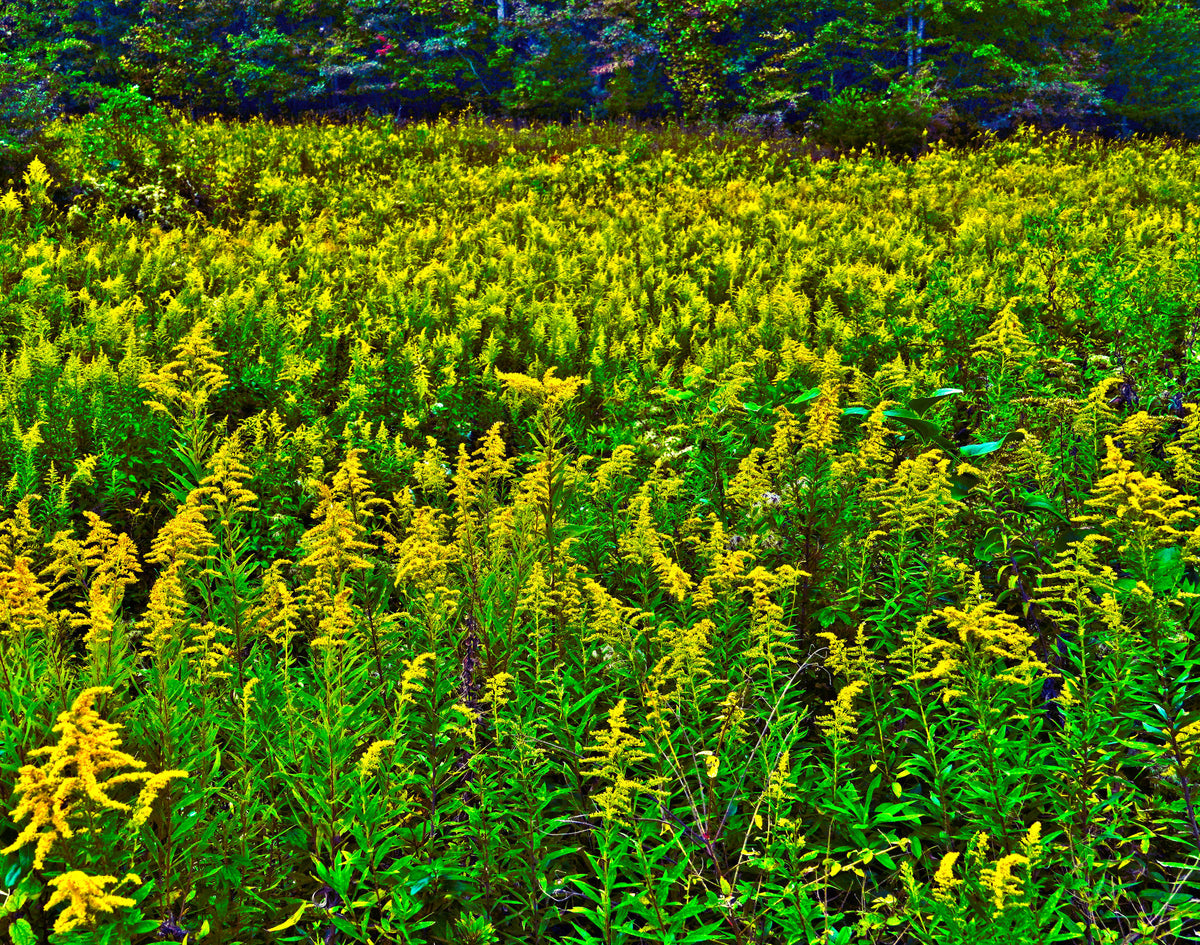 Late Goldenrod [Solidago altissima]
