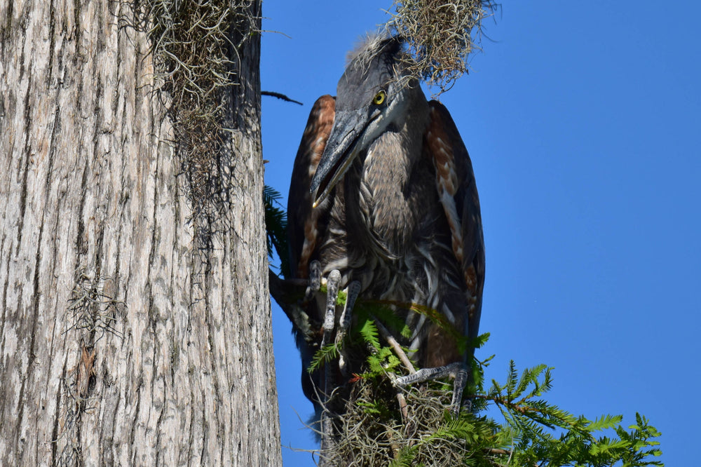 Great Blue Heron [Ardea herodias]