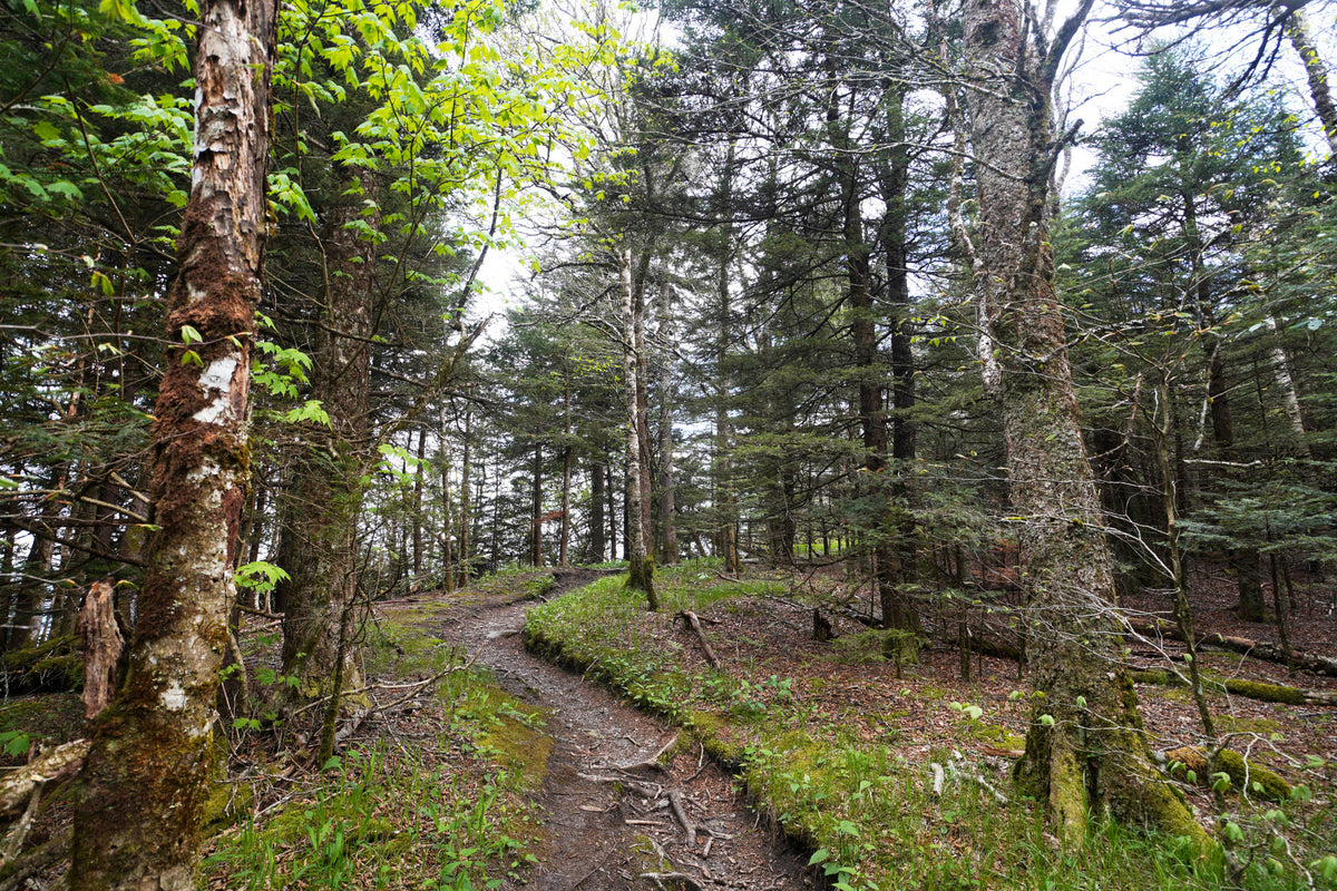 Connecting Trail near Devil's Courthouse, North Carolina