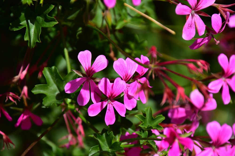Common Geraniums [Pelargonium zonale]