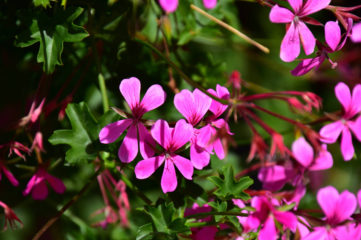 Common Geraniums [Pelargonium zonale]