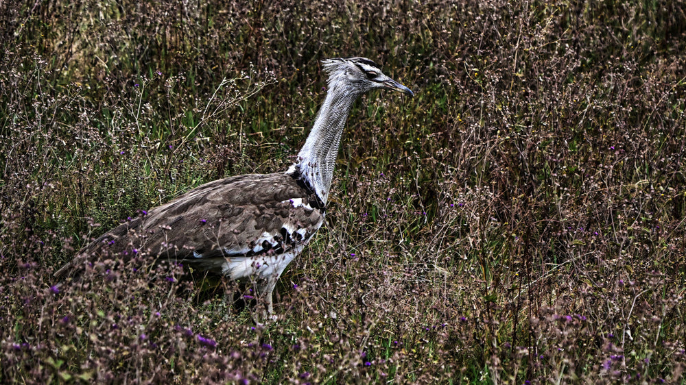 Kori Bustard [Ardeotis kori] in Ngorogoro Crater, Tanzania