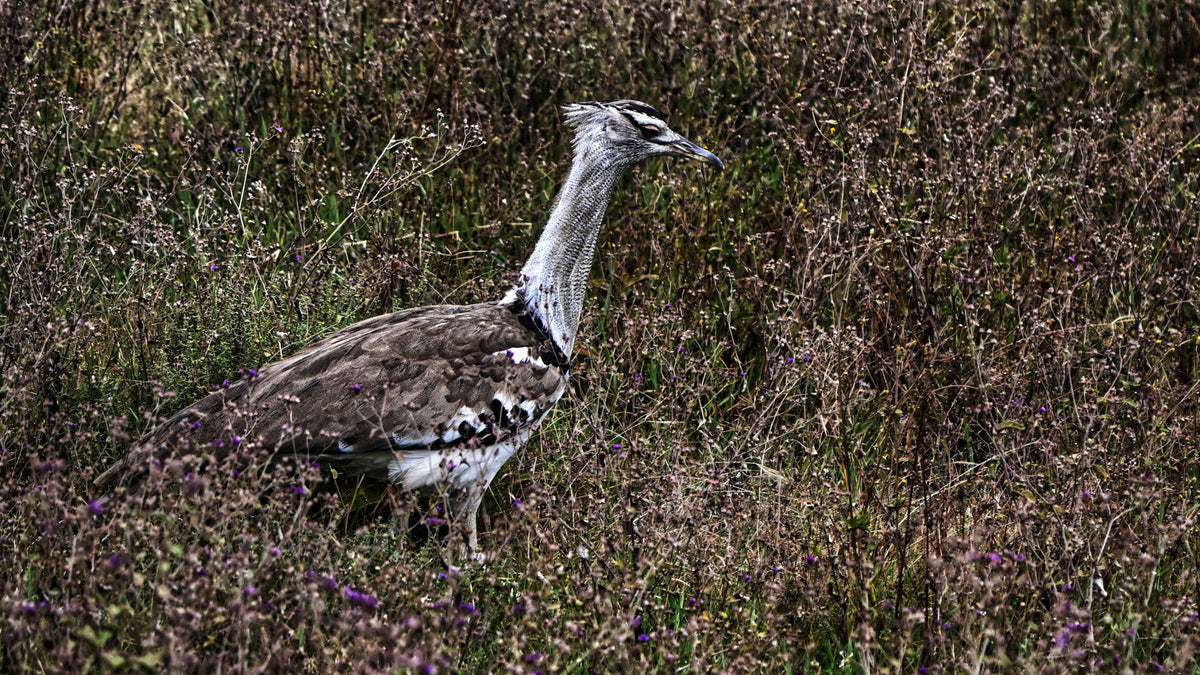 Kori Bustard [Ardeotis kori] in Ngorogoro Crater, Tanzania