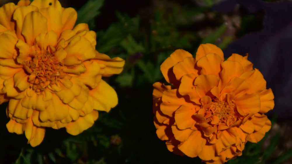 African Marigold [Tagetes erecta]