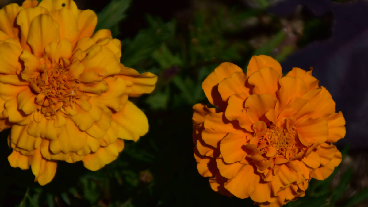 African Marigold [Tagetes erecta]