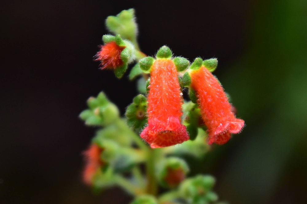 Spiked Kohleria [Kohleria spicata]