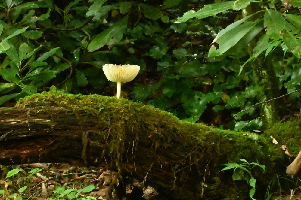 [Physalacriaceae]