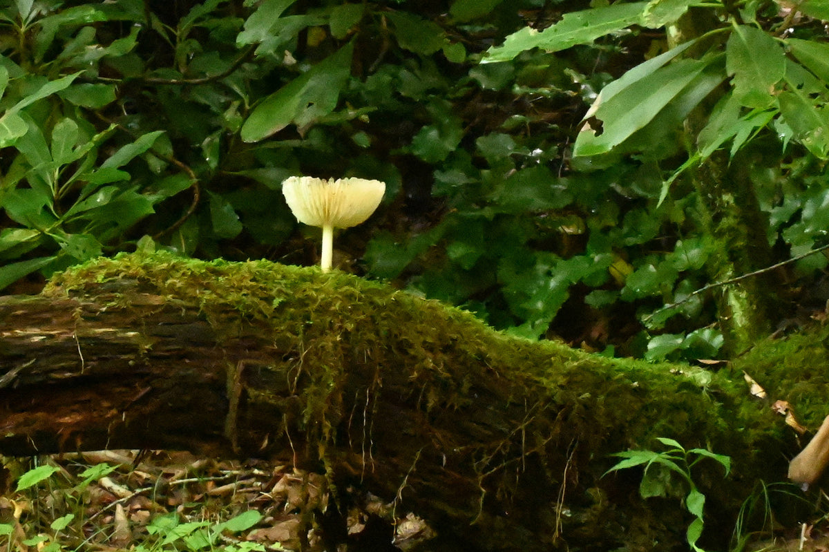[Physalacriaceae]