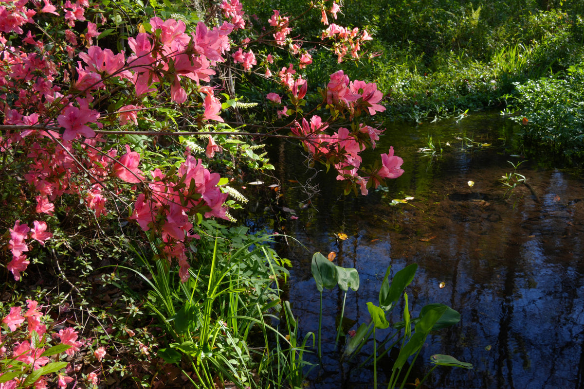 Rhododendron [Rhododendron hybrida sp.] Ravine Gardens