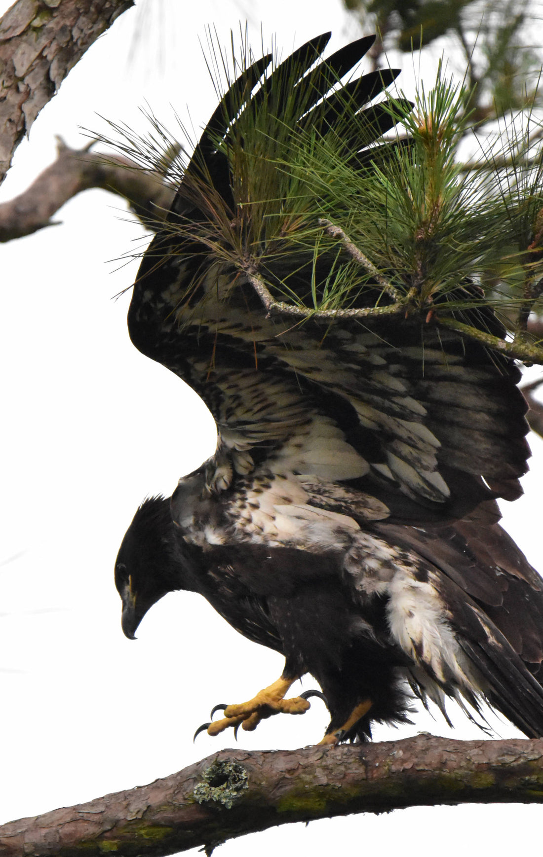 Bald Eagle [Haliaeetus leucocephalus]