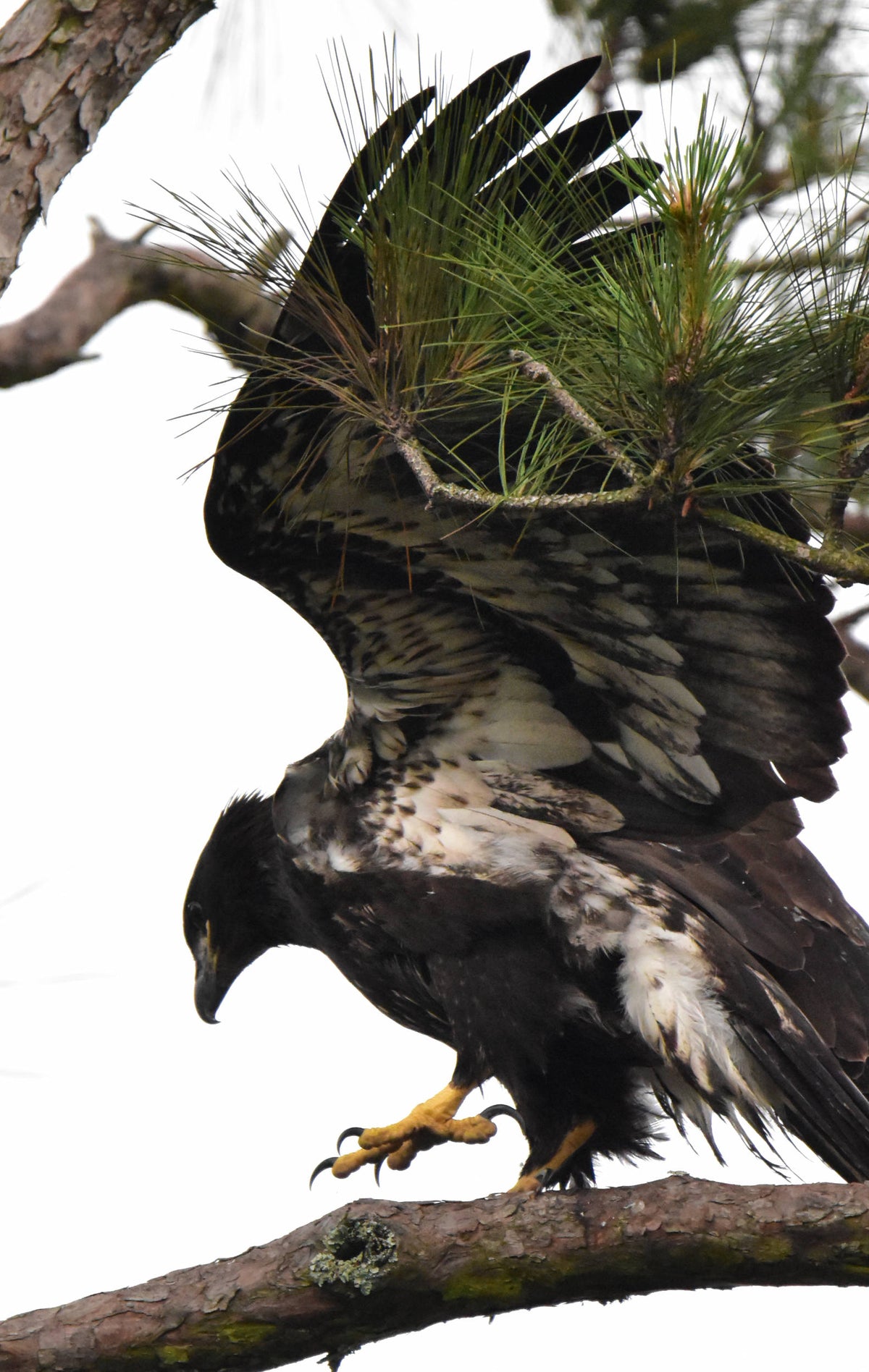 Bald Eagle [Haliaeetus leucocephalus]