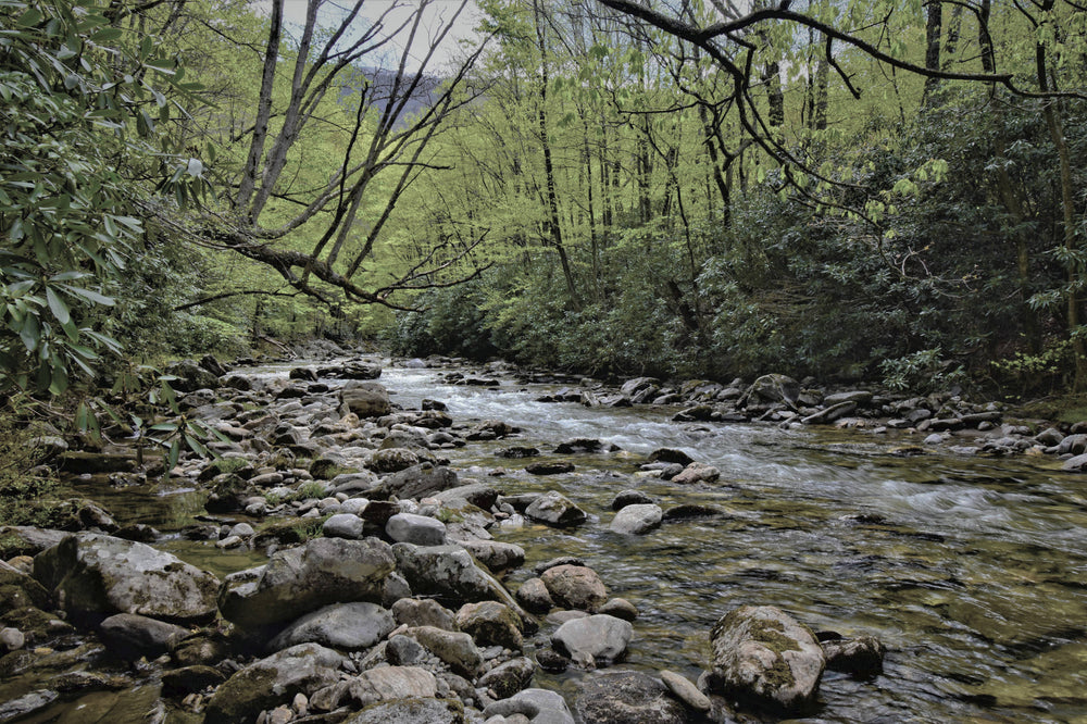 Upper Section of Greasy Cove