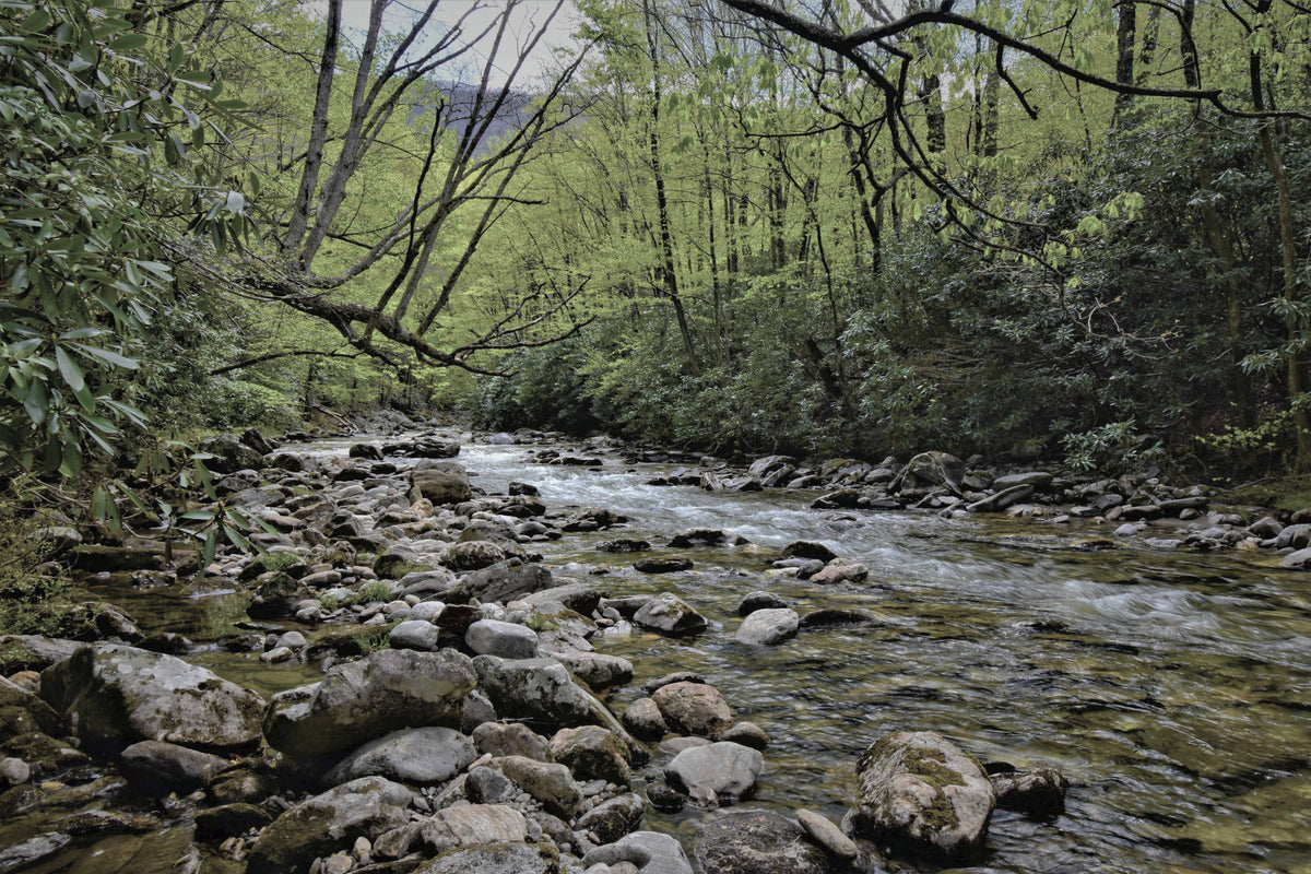 Upper Section of Greasy Cove
