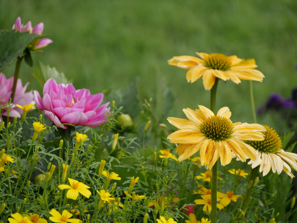 Multiple species of Wildflowers in Northern France