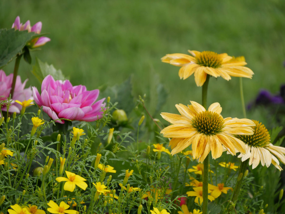 Multiple species of Wildflowers in Northern France