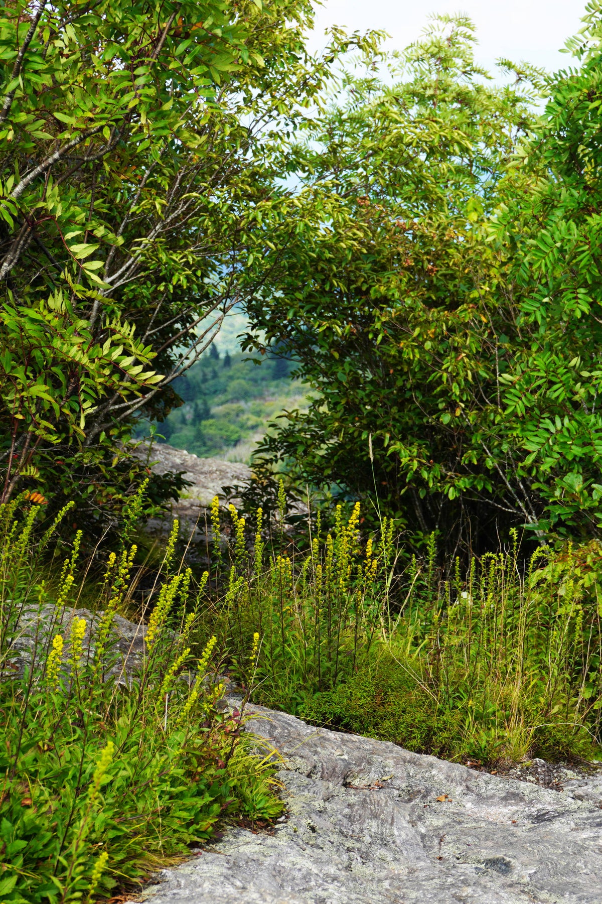 Hole in Foliage on Black Balsam Knob