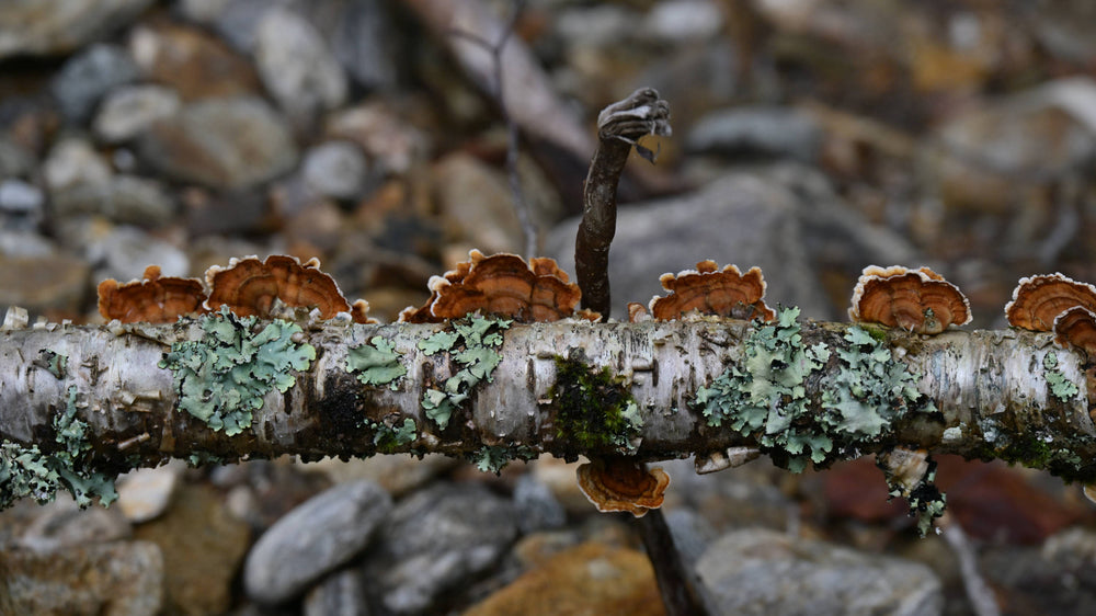 Turkey Tail Mushroom [Trametes versicolor]