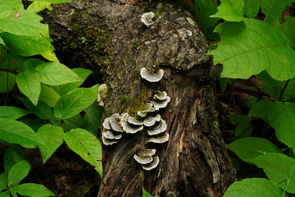 Turkeytail polypore [Trametes versicolor]